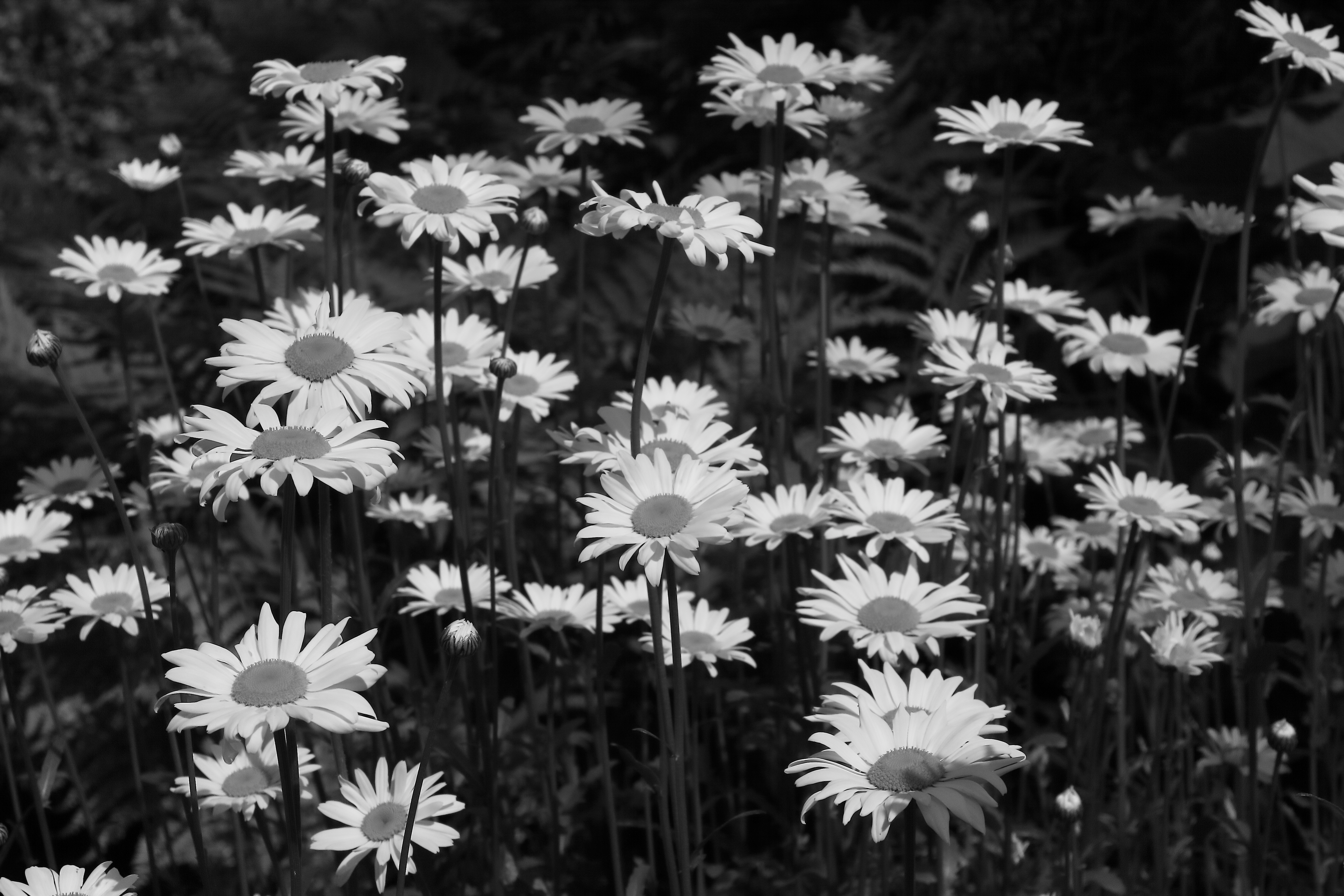 2011 05 27 IMG 32717ebw